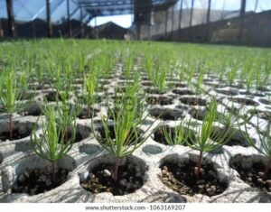 Santo Tomé: entregarán más de 7 mil plantines a pequeños productores locales en el marco de un programa provincial.